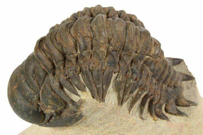 Crotalocephalina Trilobite - Foum Zguid, Morocco #186740